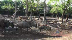 Jill meets a ton of wildlife.